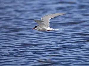 Natural Environment Bird Photography Prints: Tern in flight