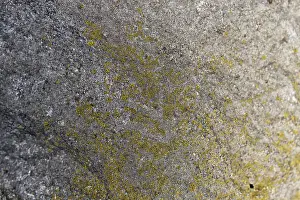 Deserted Paving Stone Prints: Texture of a boulder with moss and lichen
