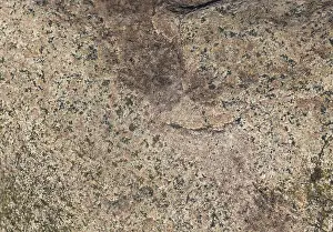 Deserted Paving Stone Prints: Texture of a boulder with moss and lichen