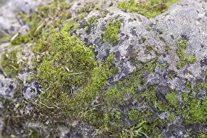 Deserted Rock Surface Prints: Texture of a boulder with moss and lichen
