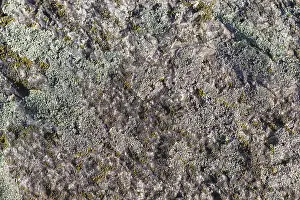 Close Up Rock Surface Prints: Texture of a boulder with moss and lichen