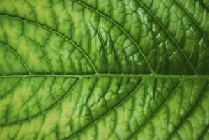 Green Leaf Texture Prints: Texture of a green leaf good as background
