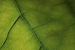 Deserted Outdoor Scene Prints: Texture of green leaf lit by sunlight