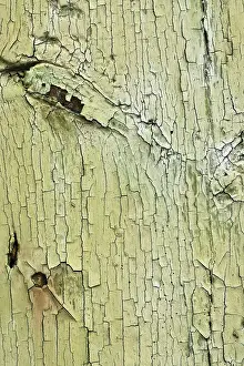 Deserted Wooden Board Scene Prints: Texture, wood with flaking paint