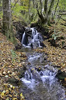 Low Mountain Range Scenery Prints: Thalbach, typical small river with small waterfall steps