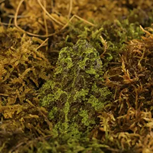 Batrachian Species Prints: Theloderma corticale, exposition, Italy