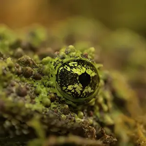 Batrachian Wildlife Prints: Theloderma corticale, exposition, Italy