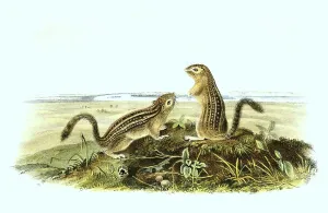Framed Print : Thirteen-striped Squirrel Print Framed Print : Thirteen-striped Squirrel Print