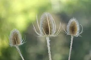 No People Landscape Photography Prints: Thistle