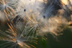 Central European Nature Reserve Prints: Thistle seeds backlit by the setting sun