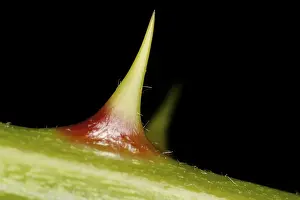 Prickly Plant Prints: Thorn on a stem
