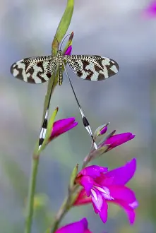 Extremadura Insects Prints: Below thread lacewing, threadlike