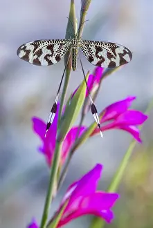 European Natural Environments Prints: Below thread lacewing, threadlike