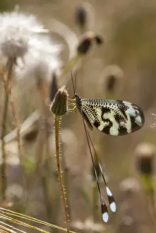 Nemoptera Bipennis Prints: Below thread lacewing, threadlike