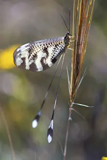 Extremadura Wildlife Prints: Below thread lacewing, threadlike