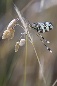 European Insect Photography Prints: Below thread lacewing, threadlike