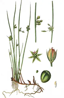 Natural Remedy Herbs Prints: Thread rush (Juncus filiformis)