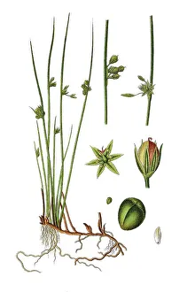 Colorful Botanical Images Prints: Thread rush (Juncus filiformis)