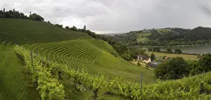 Images Dated 30th May 2024: Thunderclouds over Vineyard Print, Austria