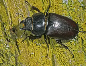 Prints of Thundergugi, firecracker, stag beetle, hornschroter, Lucanus cervus, Schroter, Beetle, Coleoptera, female, FFH, insects, beetles, stag beetle, female Thundergugi, firecracker, stag beetle Stag Beetle Prints: Female Stag Beetle Print (Lucanus cervus)