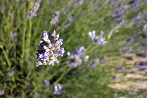 European Landscapes Nature Prints: Thyme