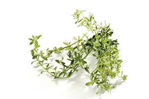 Fresh Thyme Prints: Thyme (Thymus)