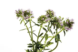 Medicinal Plant Photography Prints: Thyme (Thymus), flowers