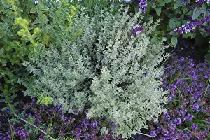 Medicinal Plants In Germany Prints: Thyme (thymus), thyme, various types of thyme