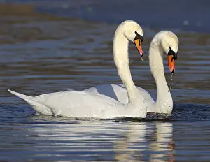 Wildlife Photography Nature Scene Prints: THyYT5FTTU8