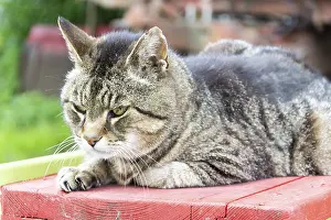 Big Cat Wildlife Photography Prints: Tiger cat