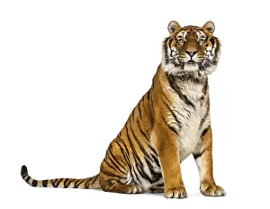 Striped Wild Animal Prints: Tiger sitting looking at the camera