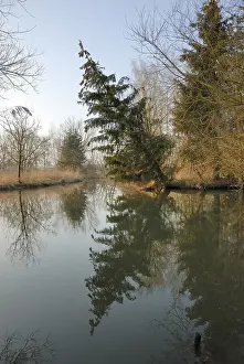 Prints of Tilted tree and reflections in the Schmutter river close to Augsburg, Bavaria, Germany Augsburg Prints: Tilted Tree and Reflections Print, Schmutter River near Augsburg