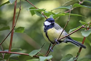 Travel Photography Forests Prints: Tit in the forest in the wild