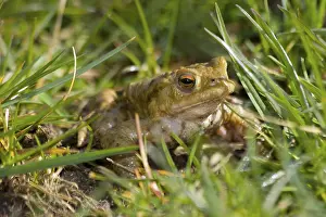 True Toad Species Prints: Toad Emerging From The Grass