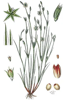 Complementary Medicine Flora Prints: Toad rush (Juncus bufonius), medicinal plant