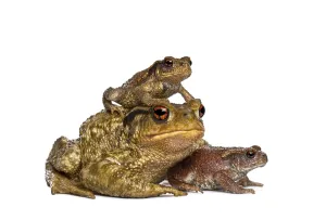 Batrachian Wildlife Pictures Prints: Three toads, bufo bufo, of different sizes stacking and resting together