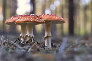 Close Up Nature Photography Prints: Toadstool, blurry and dreamy, in the grass in the forest