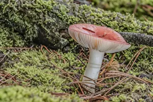 Poisonous Mushroom Prints: Toadstool in the mixed forest