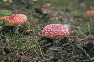 Fly Agaric Fungus Prints: Toadstools with white dots on a forest floor covered with needles