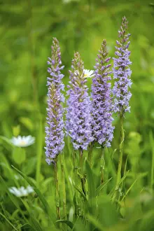 Orchid Flowers Prints: Toadwort, large handelwurt