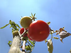 Red Tomatoes Prints: Tomato