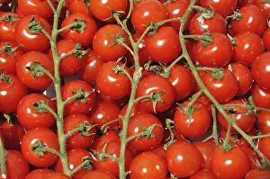 Red Tomato Prints: Tomato