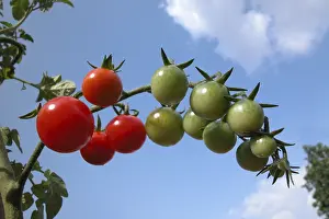 Harvest Season Images Prints: Tomatoes