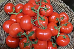 Fruit Vegetable Photography Prints: Tomatoes