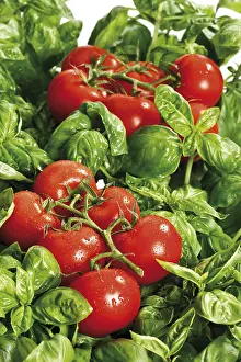 Indoor Plants Prints: Tomatoes on basil