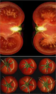 Collage Prints: Tomatoes Print on Black Square Frame