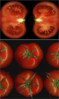 Tomato Collage Prints: Tomatoes collage composition nested on a black square frame