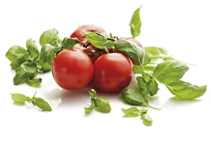 Red Tomato Prints: Tomatoes on the vine with basil