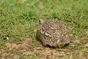 Leopard Tortoise Print, Masai Mara National Reserve, Kenya
