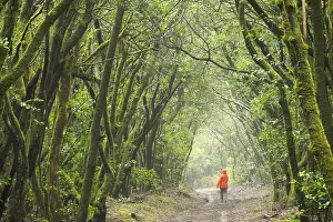 Canary Islands Nature Reserve Prints: Track in the cloud forest, laurel forest
